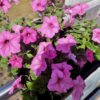 Supertunia Vista Bubblegum - obrazek 3
