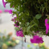 Supertunia Vista Blue Violet - obrazek 4