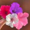 Supertunia Vista Bubblegum - obrazek 4