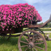 Supertunia Vista Bubblegum - obrazek 5