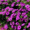 Supertunia Vista Jazzberry - obrazek 5