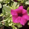 Sufrinia Sanguna Mega Purple - obrazek 3