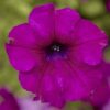 Sufrinia Sanguna Mega Purple - obrazek 5
