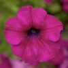 Sufrinia Sanguna Mega Purple