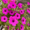 Supertunia Vista Jazzberry - obrazek 4