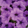 Supertunia Vista Blue Violet