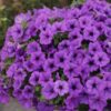 Supertunia Vista Blue Violet - obrazek 2