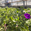Supertunia Vista Blue Violet - obrazek 6