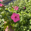 Supertunia Vista Bubblegum - obrazek 7