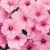 Supertunia Vista Bubblegum