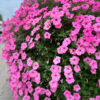 Supertunia Vista Bubblegum - obrazek 2