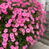 Supertunia Vista Bubblegum - obrazek 6