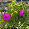 Supertunia Vista Jazzberry - obrazek 6