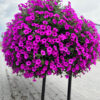 Supertunia Vista Jazzberry - obrazek 2