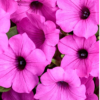 Supertunia Vista Jazzberry