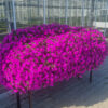 Supertunia Vista Jazzberry - obrazek 3