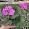 Pelargonia rabatowa Lavender Splash - obrazek 3