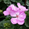 Pelargonia rabatowa Lavender Splash