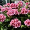 Pelargonia Pink Mega Splash - obrazek 3