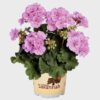 Pelargonia rabatowa Lavender Splash - obrazek 2