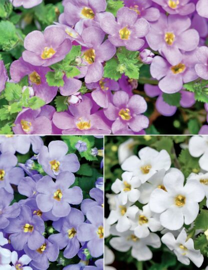 Bacopa biała - obrazek 4