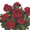Pelargonia zwisająca Dark Red - obrazek 4