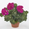 Pelargonia Hot Pink - obrazek 2