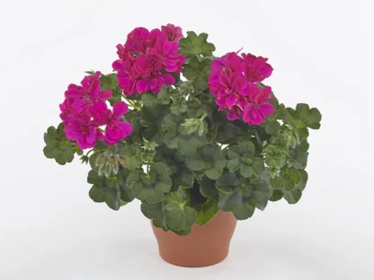 Pelargonia Hot Pink - obrazek 2