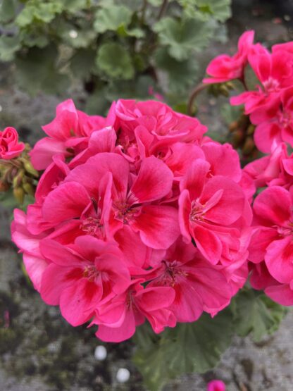 Pelargonia rabatowa Merlot - obrazek 3