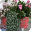 Dichondra Silver Falls - obrazek 2