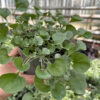 Dichondra Silver Falls