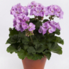 Pelargonia rabatowa Lavender Splash - obrazek 4