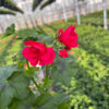 Pelargonia Hot Pink - obrazek 3