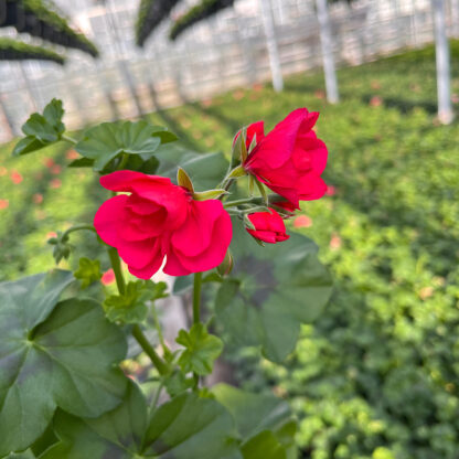 Pelargonia Hot Pink - obrazek 3