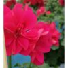 Pelargonia Hot Pink