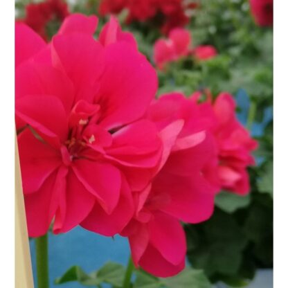 Pelargonia Hot Pink