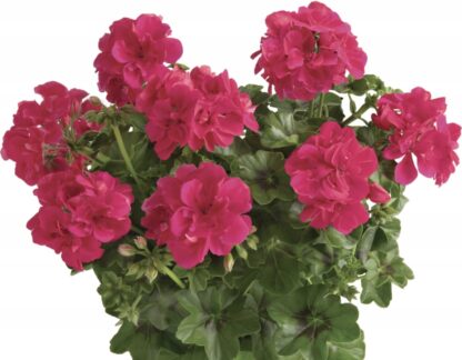 Pelargonia Hot Pink - obrazek 4
