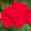 Pelargonia rabatowa czerwona