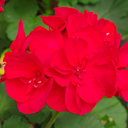 Pelargonia rabatowa czerwona
