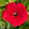 Surfinia Sanguna Red