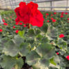 Pelargonia rabatowa czerwona - obrazek 4