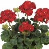 Pelargonia rabatowa czerwona - obrazek 3