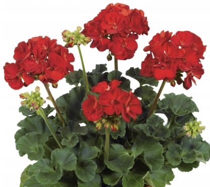 Pelargonia rabatowa czerwona - obrazek 3