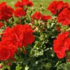 Pelargonia rabatowa czerwona - obrazek 2