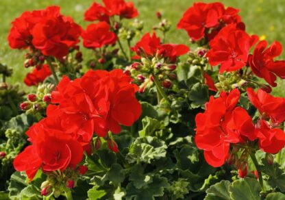 Pelargonia rabatowa czerwona - obrazek 2