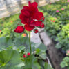 Pelargonia zwisająca Dark Red - obrazek 3
