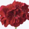 Pelargonia zwisająca Dark Red