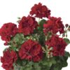 Pelargonia zwisająca Dark Red - obrazek 2