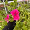 Surfinia Sanguna Rose Vein - obrazek 3