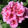 Pelargonia Pink Mega Splash